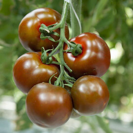 Насіння томату індетермінантного Наомі F1 Breeding Seeds від 500 шт, Фасовка: Проф упаковка 500 шт | Agriks