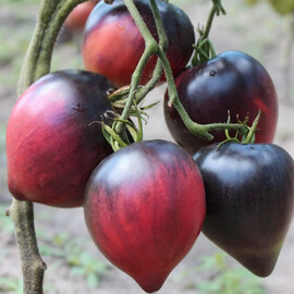 Насіння томату індетермінантного Сержант Пеппер F1 Breeding Seeds 250 шт | Agriks