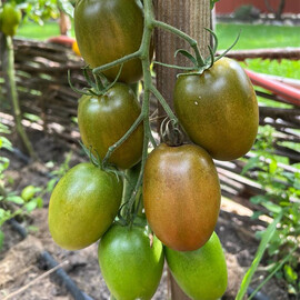 Насіння томату індетермінантного Сіара F1 Breeding Seeds від 250 шт, Фасовка: Проф упаковка 500 шт | Agriks