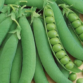 Оскар (Драгон) Semo насіння гороху, Фасовка: Проф упаковка 25 кг | Agriks