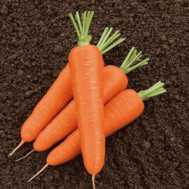 Семена моркови Олимпо F1 Hazera от 1 г, Фасовка: Мини упаковка 1 г | Agriks