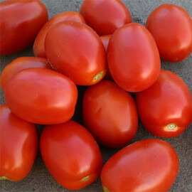 Насіння томату детермінантного Адванс F1 Nunhems від 20 шт, Фасовка: Міні упаковка 20 шт | Agriks
