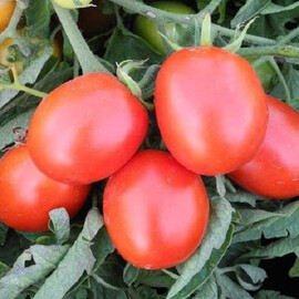 Насіння томату детермінантного Бріксол F1 United Genetics від 10 шт, Фасовка: Міні упаковка 10 шт | Agriks