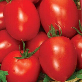 Насіння томату детермінантного Ріо Фуего Spark Seeds від 50 шт, Фасовка: Проф упаковка 50 шт | Agriks