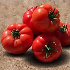 Насіння томату індетермінантного Пінк Хіт F1 Yuksel Tohum 500 шт, Фасовка: Проф упаковка 100 шт | Agriks