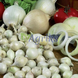 Гледстоун (Сноу бол) цибуля сіянка (8-21мм), Фасовка: Мішок 1 кг | Agriks