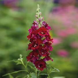 Семена антиринума на срез ДабелШот F1 crimson red Hem Genetics 100 шт, Разновидности: crimson red, Фасовка: Проф упаковка 100 шт | Agriks