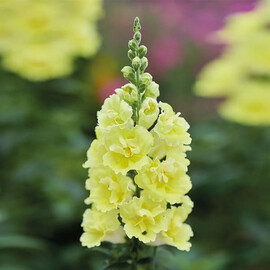 Семена антиринума на срез ДабелШот F1 yellow Hem Genetics 100 шт, Разновидности: Yellow, Фасовка: Проф упаковка 100 шт | Agriks