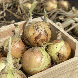 Венера F1 Libra Seeds семена лука репчатого, Фасовка: Проф упаковка 10 000 шт | Agriks
