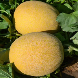 Афродіта F1 Libra Seeds насіння дині | Agriks