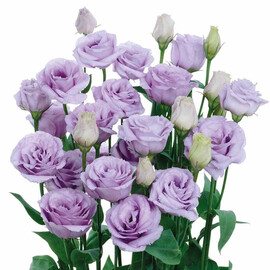 Семена эустомы на срез махровой Розита F1 lavander Sakata 100 шт драже, Разновидности: Lavender, Фасовка: Проф упаковка 100 шт драже | Agriks