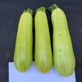 Мерлін F1 (INX 10554) Innova Seeds насіння кабачка, Фасовка: Проф упаковка 100 шт | Agriks