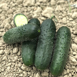 Насіння огірка Ромоло F1 Cora Seeds 250 шт | Agriks