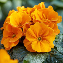 Семена примулы Данова F1 orange yellow Sakata 100 шт, Разновидности: Orange Yellow, Фасовка: Проф упаковка 100 шт | Agriks