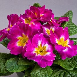 Семена примулы Данова F1 purple bicolor Sakata 100 шт, Разновидности: Purple Bicolour, Фасовка: Проф упаковка 100 шт | Agriks