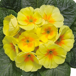 Насіння примули Данова F1 yellow with eye Sakata 100 шт, Різновиди: Yellow with Eye, Фасовка: Проф упаковка 100 шт | Agriks