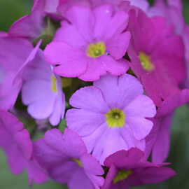 Семена примулы Либре F1 magenta Syngenta Flowers 100 шт, Разновидности: Маджента, Фасовка: Проф упаковка 100 шт | Agriks