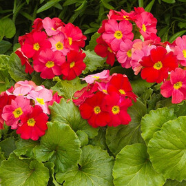 Насіння примули Лібре F1 red Syngenta Flowers 100 шт, Різновиди: Red, Фасовка: Проф упаковка 100 шт | Agriks
