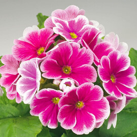 Насіння примули Лібре F1 rose picotee Syngenta Flowers 100 шт, Різновиди: Rose Picotee, Фасовка: Проф упаковка 100 шт | Agriks
