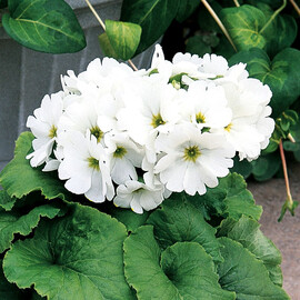 Семена примулы Либре F1 white Syngenta Flowers 100 шт, Разновидности: White, Фасовка: Проф упаковка 100 шт | Agriks