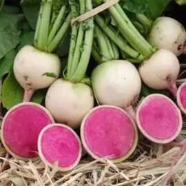Семена редьки дайкон КС 730 F1 Kitano Seeds от 10 г, Фасовка: Проф упаковка 10 г | Agriks