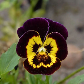 Семена виолы витрока Швейцарские Гиганты yellow brown bicolor W.Legutko 3 г, Разновидности: yellow brown bicolor, Фасовка: Проф упаковка 3 г | Agriks