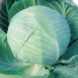 Амагер Satimex насіння капусти б/г, Фасовка: Середня упаковка 10 г | Agriks