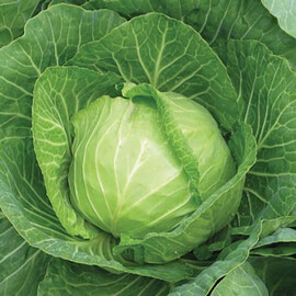 Кам'яна голова Hortus насіння капусти б/г, Фасовка: Середня упаковка 10 г | Agriks