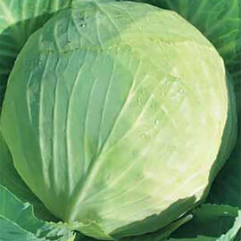 Українська осінь Hortus насіння капусти б/г, Фасовка: Проф упаковка 100 г | Agriks