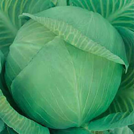 Ярославна Hortus семена капусты б/к , Фасовка: Средняя упаковка 10 г | Agriks