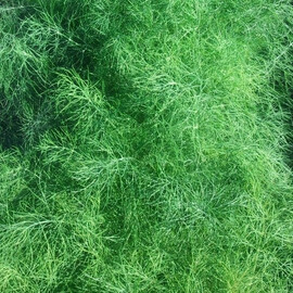 Семена укропа Мамут Semo 50 г, Фасовка: Проф упаковка 1 кг | Agriks