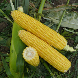 Семена кукурузы сахарной Форвард (1709) F1 Spark Seeds от 2 500 шт, Фасовка: Проф упаковка 2 500 шт | Agriks