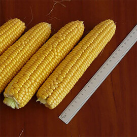 Насіння кукурудзи цукрової Рання Насолода F1 Lark Seeds від 2 500 шт, Фасовка: Проф упаковка 2 500 шт | Agriks