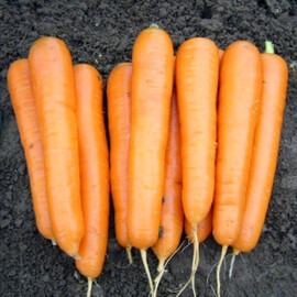 Насіння моркви Атіліо VD F1 Hazera 100 000 шт, Фасовка: Проф упаковка 100 000 шт VD | Agriks