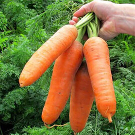 Семена моркови Диаменто VD F1 Hazera 100 000 шт, Фасовка: Проф упаковка 100 000 шт VD | Agriks