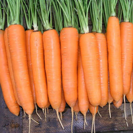 Семена моркови Элеганза F1 Nunhems 100 000 шт (1,8-2,0), Фасовка: Проф упаковка 100 000 шт (1,8 - 2,0) | Agriks