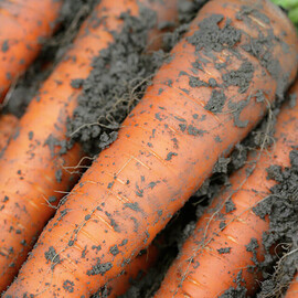 Семена моркови Каротан Rijk Zwaan 50 г, Фасовка: Проф упаковка 50 г | Agriks