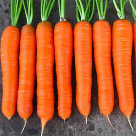 Насіння моркви Колтан F1 Nunhems 100 000 шт (1,8-2,0), Фасовка: Проф упаковка 100 000 шт (1,8 - 2,0) | Agriks