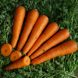 Насіння моркви Курода Lark Seeds 500 г, Фасовка: Проф упаковка 500 г | Agriks