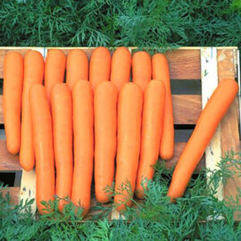 Семена моркови Маестро VD F1 Hazera 100 000 шт, Фасовка: Проф упаковка 100 000 шт VD | Agriks