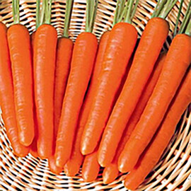 Насіння моркви Мазурка Nasko від 25 г, Фасовка: Проф упаковка 25 г | Agriks