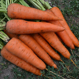 Семена моркови Ред Коред Spark Seeds 500 г, Фасовка: Проф упаковка 500 г | Agriks