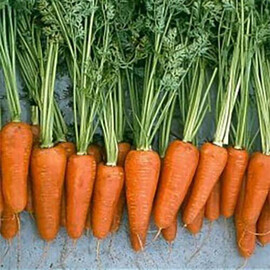 Насіння моркви Шантане 2 Комет Hazera 500 г, Фасовка: Проф упаковка 500 г | Agriks