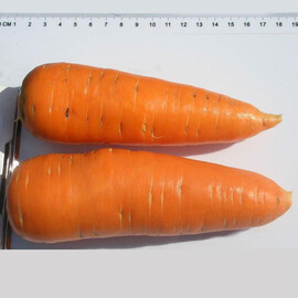 Морковь Шантане Clause 500 г, Фасовка: Проф упаковка 500 г | Agriks