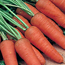 Насіння моркви Шантане Nasko від 25 г, Фасовка: Проф упаковка 25 г | Agriks
