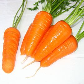 Семена моркови Шантане Ред Коред Hazera 500 г, Фасовка: Проф упаковка 500 г | Agriks