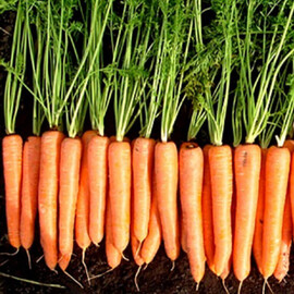 Семена моркови Волкано VD F1 Hazera 100 000 шт, Фасовка: Проф упаковка 100 000 шт VD | Agriks