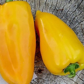 Семена перца Эней Nasko 1 000 шт, Фасовка: Проф упаковка 1 000 шт | Agriks