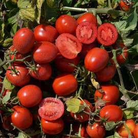 Насіння томату детермінантного 1015 F1 Heinz від 500 шт, Фасовка: Проф упаковка 500 шт | Agriks