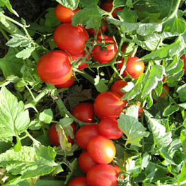 Насіння томату детермінантного Боцман F1 Lark Seeds від 1 000 шт, Фасовка: Проф упаковка 1 000 шт | Agriks